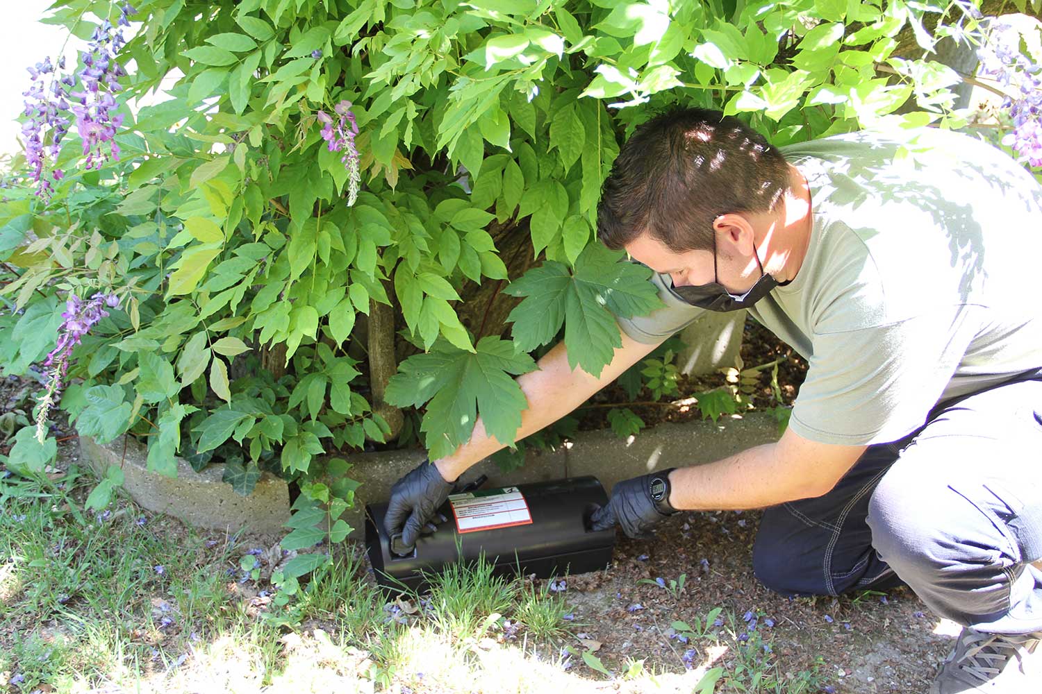 Arresto Systems Ltd Pest PSA MT3 - Trappola Per Falene Con Feromoni, 3 Cuscinetti Adesivi, Bianco